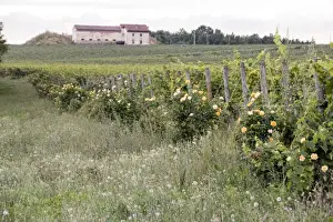 Rose hedges are planted as an early warning of mildew which is a fungal disease which effects grapevines