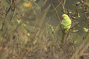Rose-ringed Parakeet (Psittacula krameri) adult female, feeding on seeds, perched on stem amongst seedpods, Keoladeo Ghana N. P. (Bharatpur), Rajasthan, India