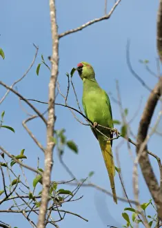 Rose-ringed Parakeet (Psittacula krameri) adult female, feeding on leaf in tree, Sri Lanka, december