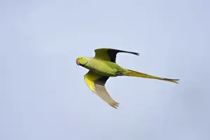 Rose-ringed Parakeet (Psittacula krameri) adult male, in flight, Keoladeo Ghana N. P. (Bharatpur), Rajasthan, India