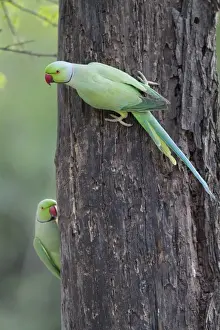 Rose-ringed Parakeet (Psittacula krameri) two adult males, clinging to tree trunk, Keoladeo Ghana N. P