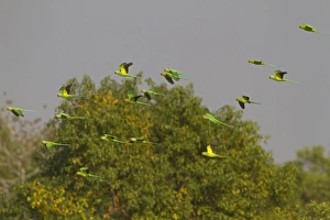 Flock Prints: Rose-ringed Parakeet (Psittacula krameri) flock