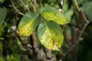 Spot Prints: Rose spot, Diplocarpon rosae, a fungal disease on rose leaves in summer