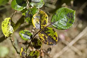 Rose spot, Diplocarpon rosae, a fungal disease on rose leaves in summer
