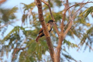 Costa Rican Prints: Rose-throated Becard (Pachyramphus aglaiae) adult, perched in tree, Costa Rica, february