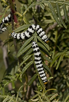 Desert Prints: Roseate Emperor (Eochroa trimenii) caterpillars