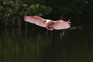 Florida Prints: Roseate Spoonbill (Ajaia ajaja) adult