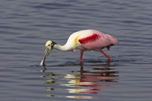 Florida Prints: Roseate Spoonbill (Ajaia ajaja) adult