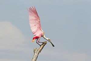 Roseate Spoonbill (Ajaia ajaja) adult, with wings raised during fight over position on dead tree, High Island