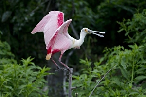 Bolivar Peninsula Prints: Roseate Spoonbill (Ajaia ajaja) adult