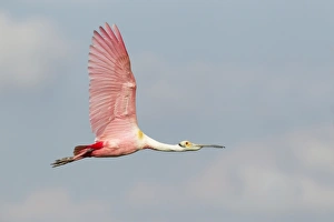 Roseate Spoonbill (Ajaia ajaja) adult, in flight, High Island, Bolivar Peninsula, Galveston County, Texas, U. S. A. april