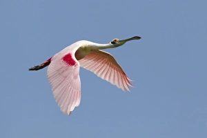 Roseate Spoonbill (Ajaia ajaja) adult, in flight, High Island, Bolivar Peninsula, Galveston County, Texas, U. S. A. april