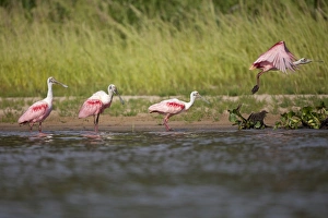 Mato Grosso Prints: Roseate Spoonbill (Ajaia ajaja) four adults