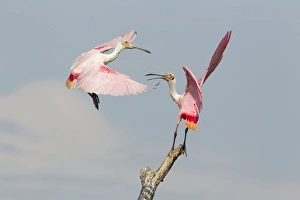 Roseate Spoonbill (Ajaia ajaja) two adults, fighting over position on dead tree, High Island, Bolivar Peninsula