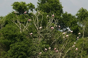 Roseate Spoonbill (Ajaia ajaja) adults and immatures, flock roosting in tree, High Island, Bolivar Peninsula