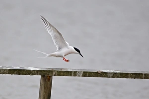 Roseate Tern (Sterna dougallii) adult, in flight, landing, Minsmere RSPB Reserve, Suffolk, England, june