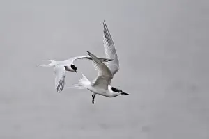 Terns Prints: Roseate Tern (Sterna dougallii) and Sandwich Tern (Sterna sandvicensis) two adults