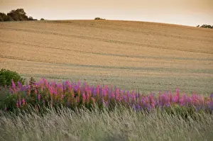 Sun Set Prints: Rosebay Willowherb (Epilobium angustifolium) flowering