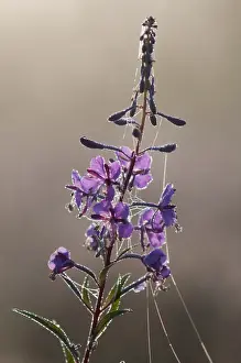 Rosebay Willowherb (Epilobium angustifolium) flowering, covered in dew and spider webs