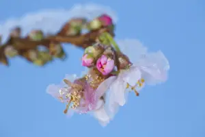 Varieties Prints: Rosebud Cherry (Prunus x subhirtella) Autumnalis Rosea