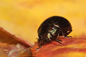 Aliens Prints: Rosemary Beetle (Chrysolina americana) introduced species