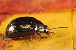 Rosemary Beetle (Chrysolina americana) introduced species, adult, on autumn leaf in garden, Belvedere, Bexley, Kent