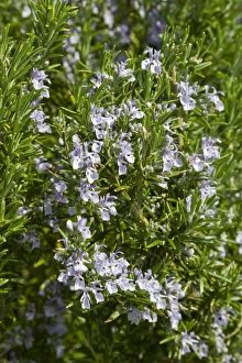 Labiatae Prints: Rosemary (Rosmarinus officinalis) flowering