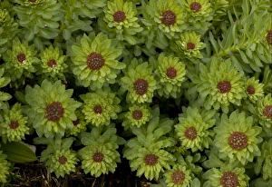 Julian Alps Prints: Roseroot (Rhodiola rosea) clump in bud, Julian Alps, Slovenia, june