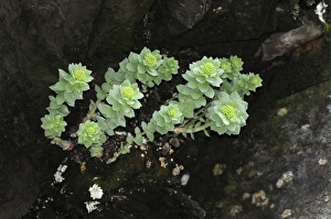 Finnmark Prints: Roseroot (Rhodiola rosea) flowering, growing on rocky cliff, Varanger, Norway, may