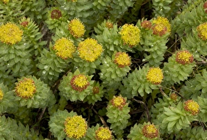 Julian Alps Prints: Roseroot (Rhodiola rosea) flowering, Julian Alps, Slovenia, june