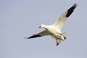 New Mexico Prints: Ross's Goose (Anser rossii) adult