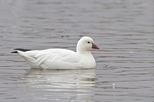 Winters Prints: Ross's Goose (Anser rossii) adult