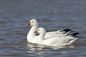 Winters Prints: Ross's Goose (Anser rossii) adult pair