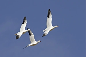 Winters Prints: Ross's Goose (Anser rossii) three adults