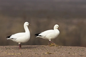 New Mexico Prints: Ross's Goose (Anser rossii) two adults