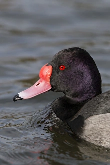 Rosy-billed Pochard (Netta peposaca) adult male, close-up of head, swimming, Pensthorpe Nature Reserve