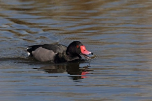 Drakes Prints: Rosy-billed Pochard (Netta peposaca) adult male, calling and swimming (captive)