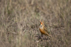 Kenyan Prints: Rosy-breasted Longclaw (Macronyx ameliae) adult