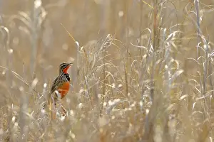 Singing Prints: Rosy-breasted Longclaw (Macronyx ameliae) adult male