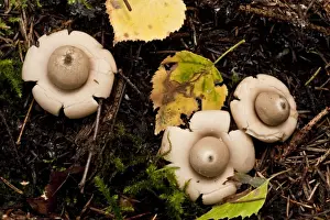 Rosy Earthstar (Geastrum rufescens) fruiting bodies, growing in deciduous woodland, Estonia, september