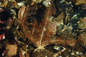 Feather Prints: Rosy Feather-star (Antedon bifida) adult