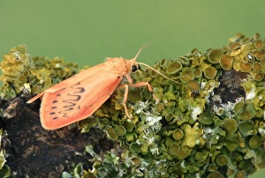 Footman Prints: Rosy Footman (Miltochrista miniata) adult, resting on lichen covered twig, Italy, july