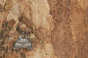 Noctuids Prints: Rosy Minor (Mesoligia literosa) adult