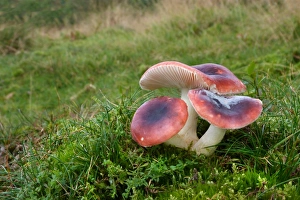 Mycorrhizal Prints: Rosy Russula (Russula lepida) fruiting bodies
