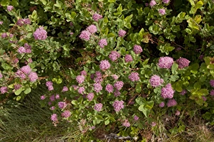 Washington Prints: Rosy Spiraea (Spiraea splendens) flowering, Mount Rainier, Washington, U. S. A. july