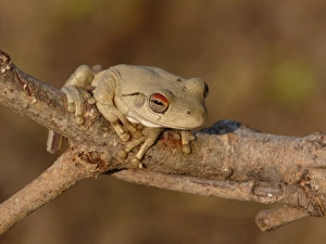 Tree Frog Prints: Roths Frog (Litoria rothii) adult