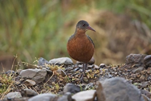Horn Of Africa Prints: Rouget's Rail (Rougetius rougetii) adult