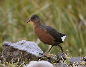 Rouget's Rail (Rougetius rougetii) adult, walking on rocks in drizzle, Bale Mountains, Oromia, Ethiopia