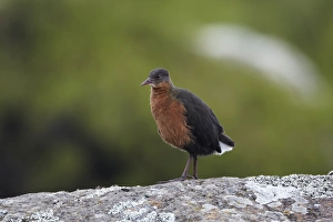 Rouget's Rail (Rougetius rougetii) adult, standing on rock, Bale Mountains, Oromia, Ethiopia