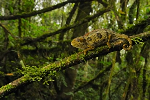 Rough Chameleon (Trioceros rudis) adult, on branch in montane rainforest habitat, Nyungwe Forest N. P. Rwanda